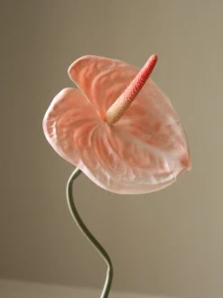 Fiore artificiale Anthurium