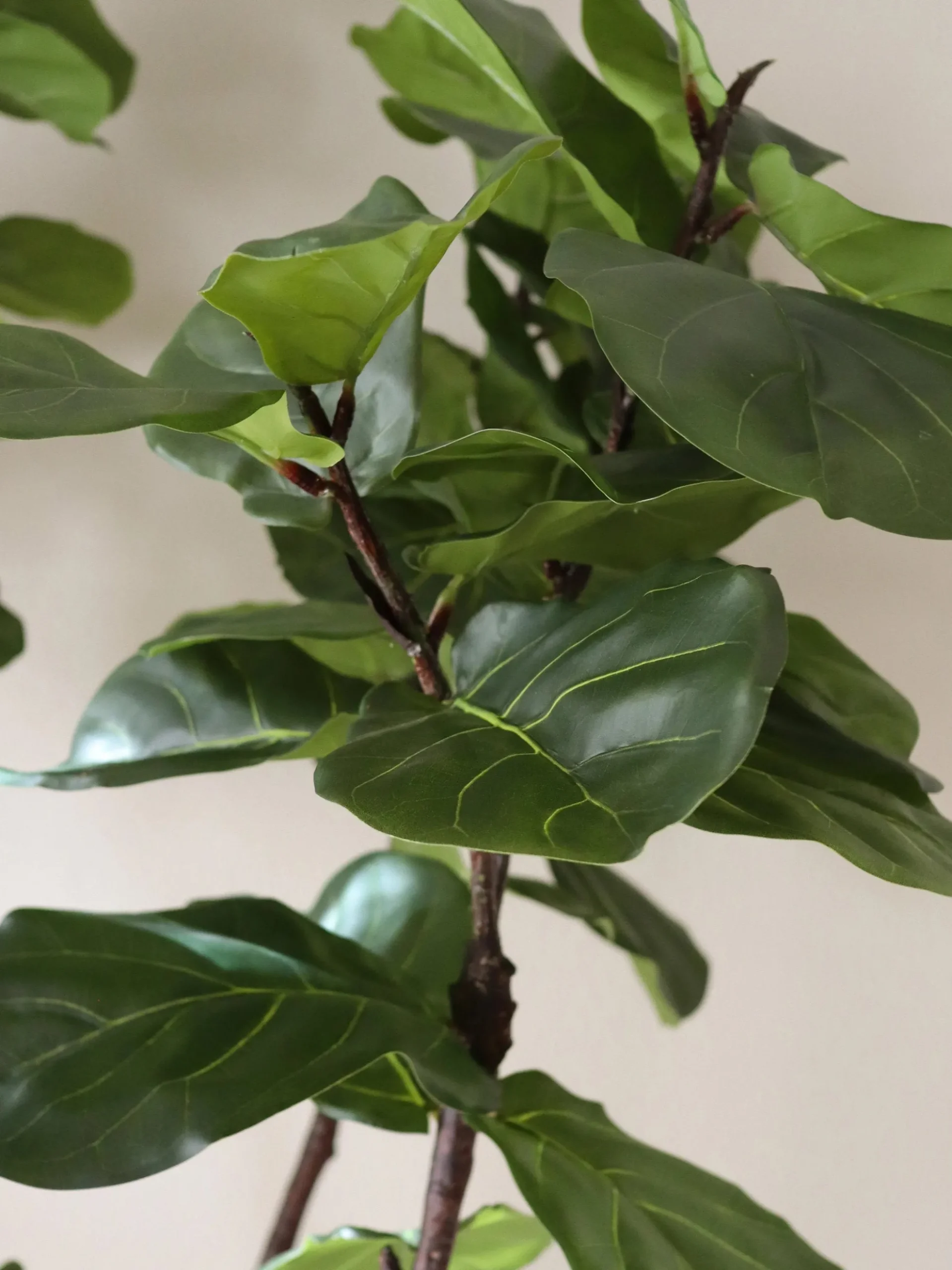 Pianta artificiale Fiddle Leaf Fig