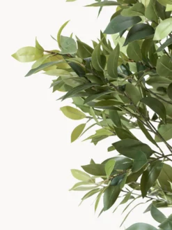 Pianta artificiale Money Tree