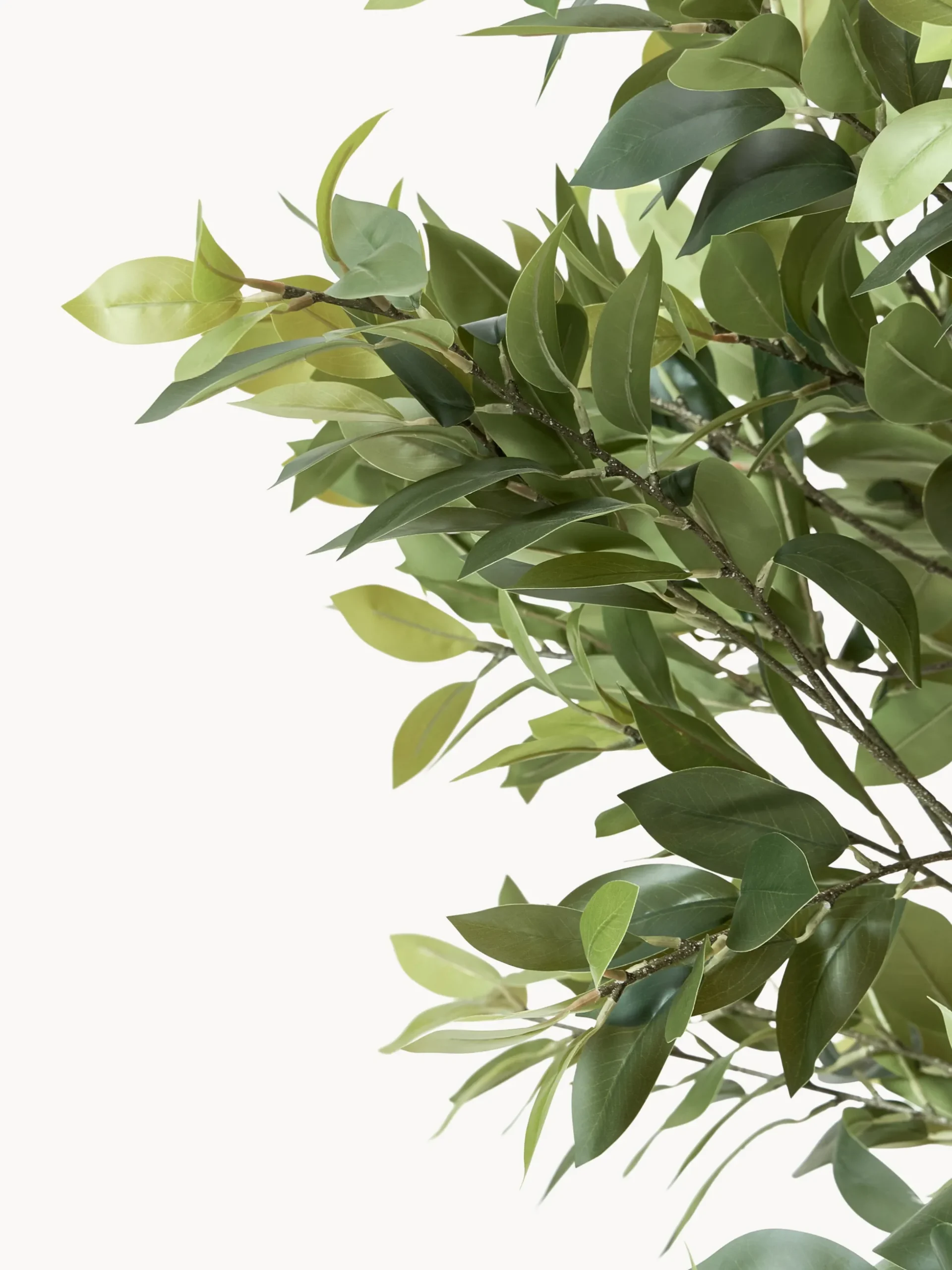 Pianta artificiale Money Tree